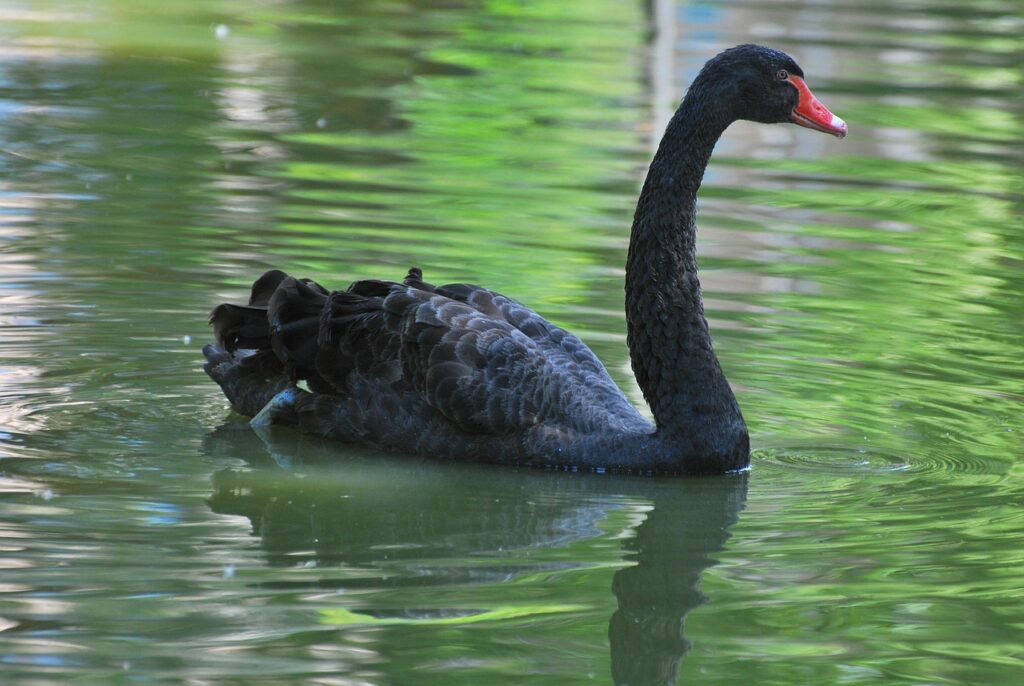 Un cygne au plumage noir et au bec rouge vif nageant de profil sur une eau calme aux reflets verts.